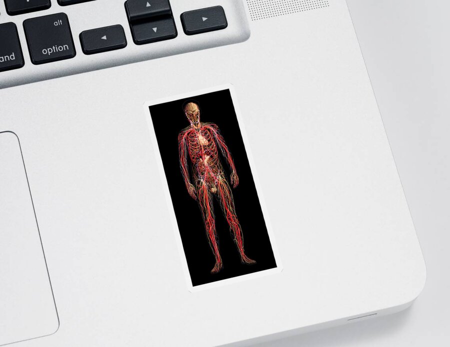 Adrenal Sticker featuring the photograph Systems Of The Human Body, Male Figure by Anatomical Travelogue