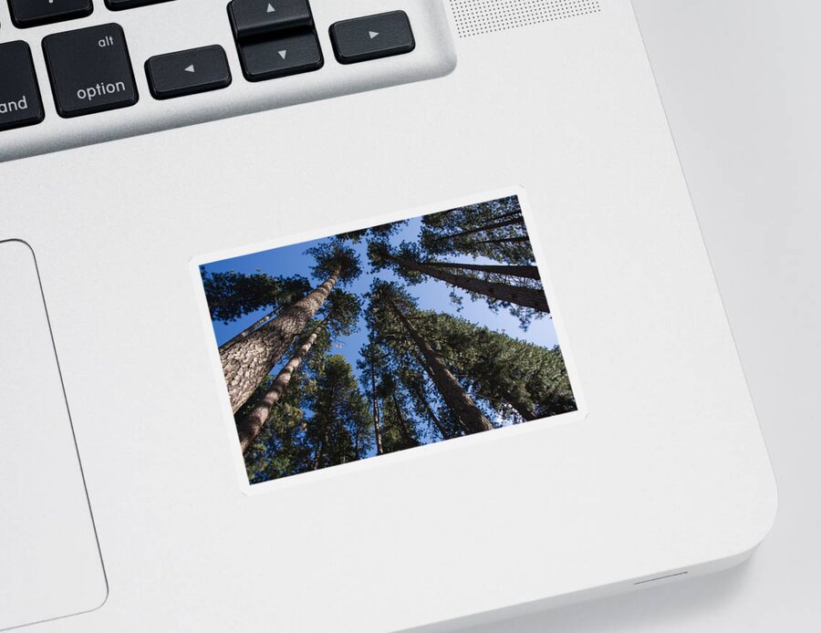 Trees Sticker featuring the photograph Talls trees Yosemite National Park by Sue Leonard