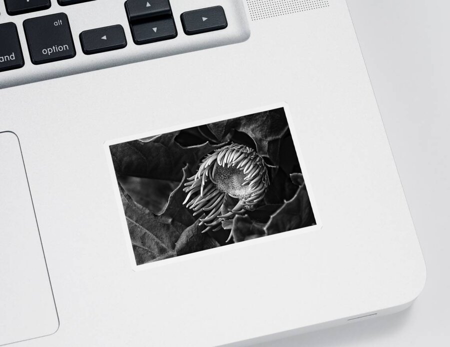 Gerbera Sticker featuring the photograph Tentacles by Sue Capuano
