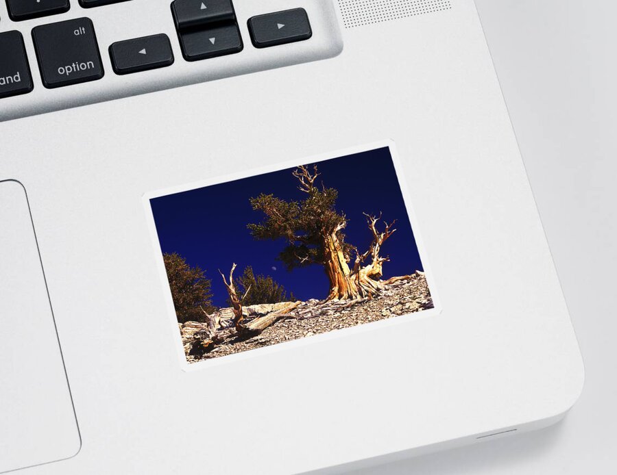 Bristlecone Sticker featuring the photograph The Ancients by Paul W Faust - Impressions of Light