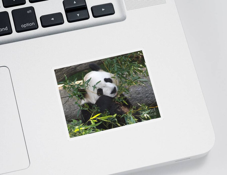 Nature Panda Wild White Fur Animal Black Bear Asia Giant Wildlife China Reserve Sticker featuring the photograph The Art of Posing at Breakfast by Lingfai Leung