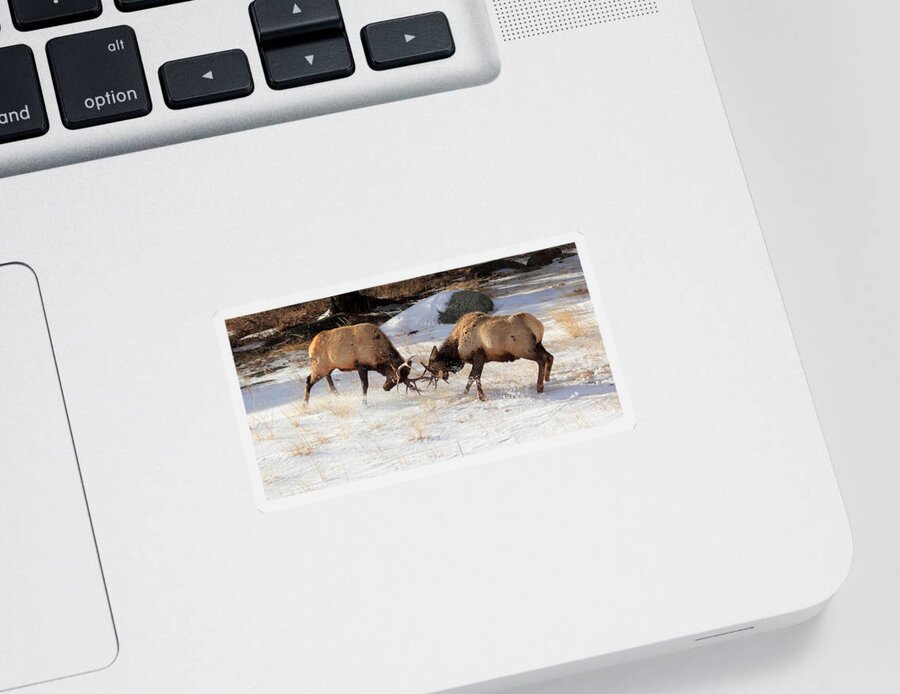 Elk Sticker featuring the photograph The Battle by Shane Bechler