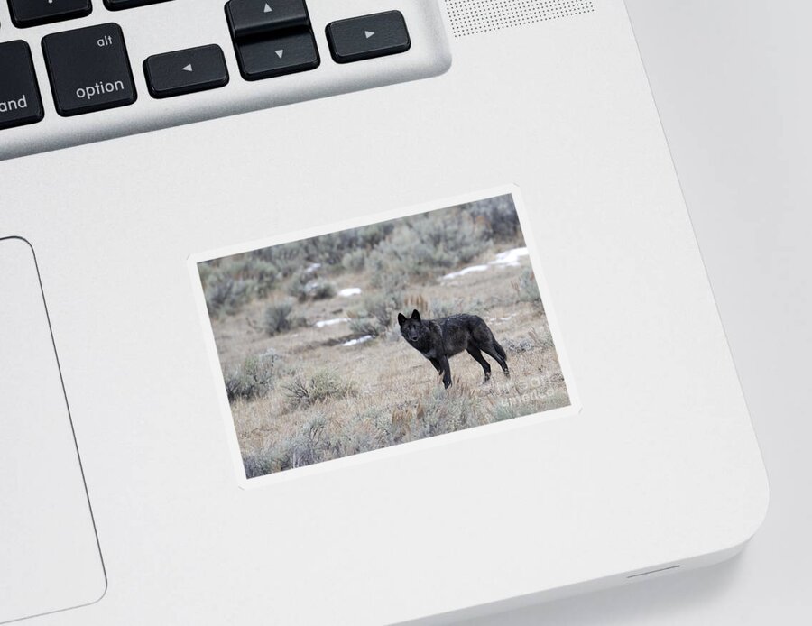 Black Wolf Sticker featuring the photograph The Black Wolf by Deby Dixon