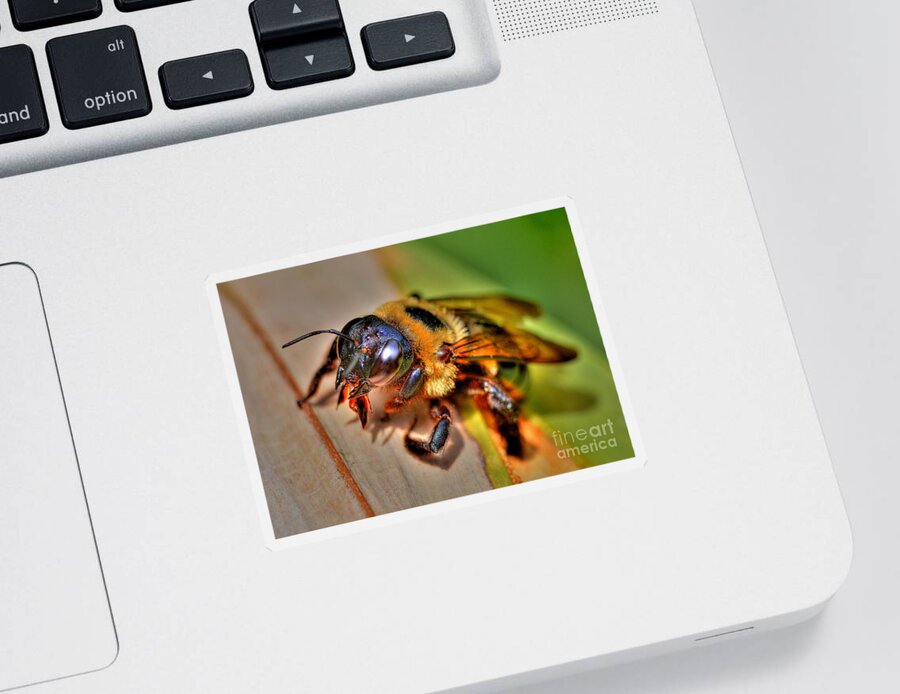 Bee Sticker featuring the photograph The Carpenter Bee by Kathy Baccari