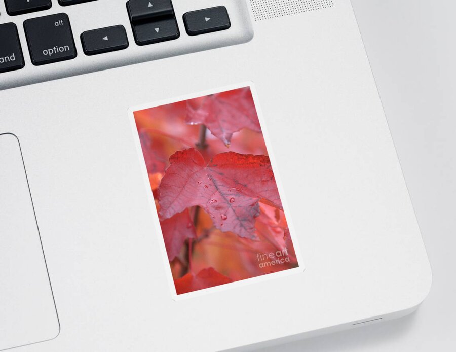 Fall Sticker featuring the photograph The Color of Autumn by Rich Collins