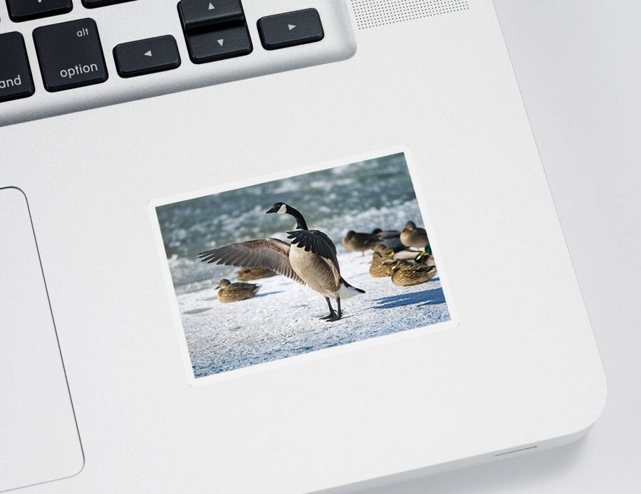 Canada Goose Sticker featuring the photograph The Conductor by Rob Blair