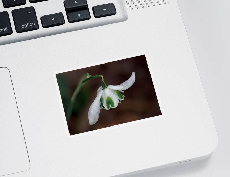 Floral Sticker featuring the photograph The Dance of the Snowdrop by Shirley Mitchell