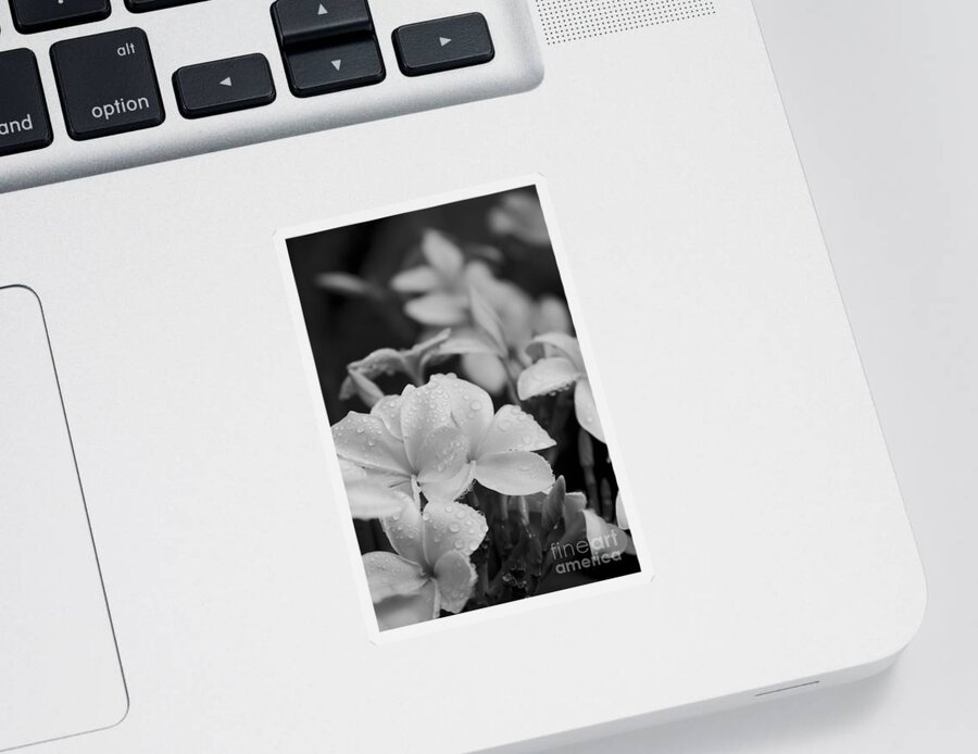 Plumeria Sticker featuring the photograph The joy of how you whisper by Sharon Mau