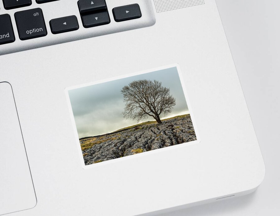 Tree Sticker featuring the photograph The lonely tree by Sue Leonard