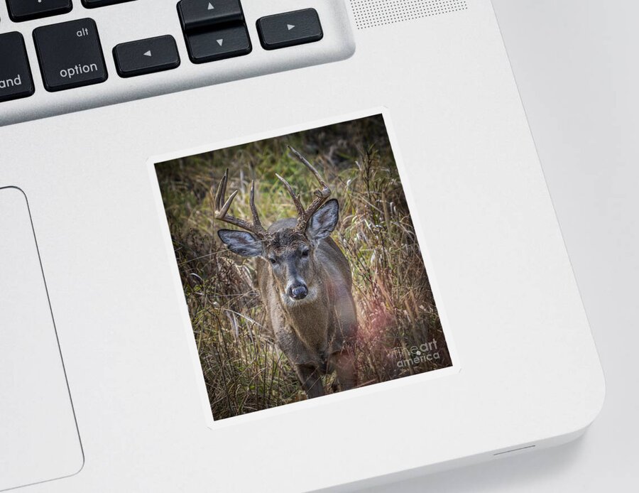 Deer Sticker featuring the photograph The One You Look For by Ronald Grogan