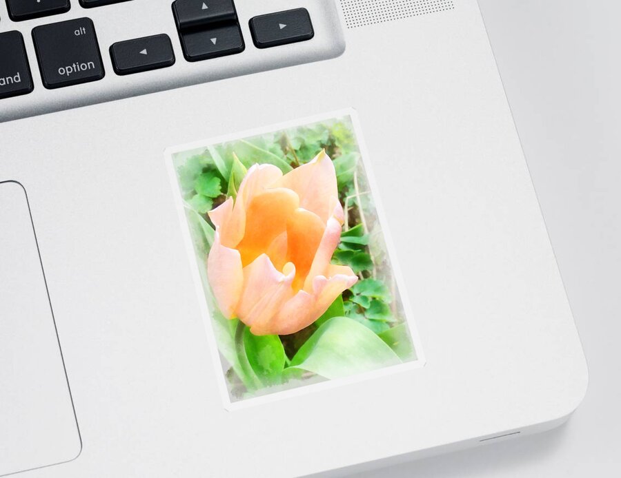 Flower Sticker featuring the photograph The Pale Orange Tulip by Steve Taylor