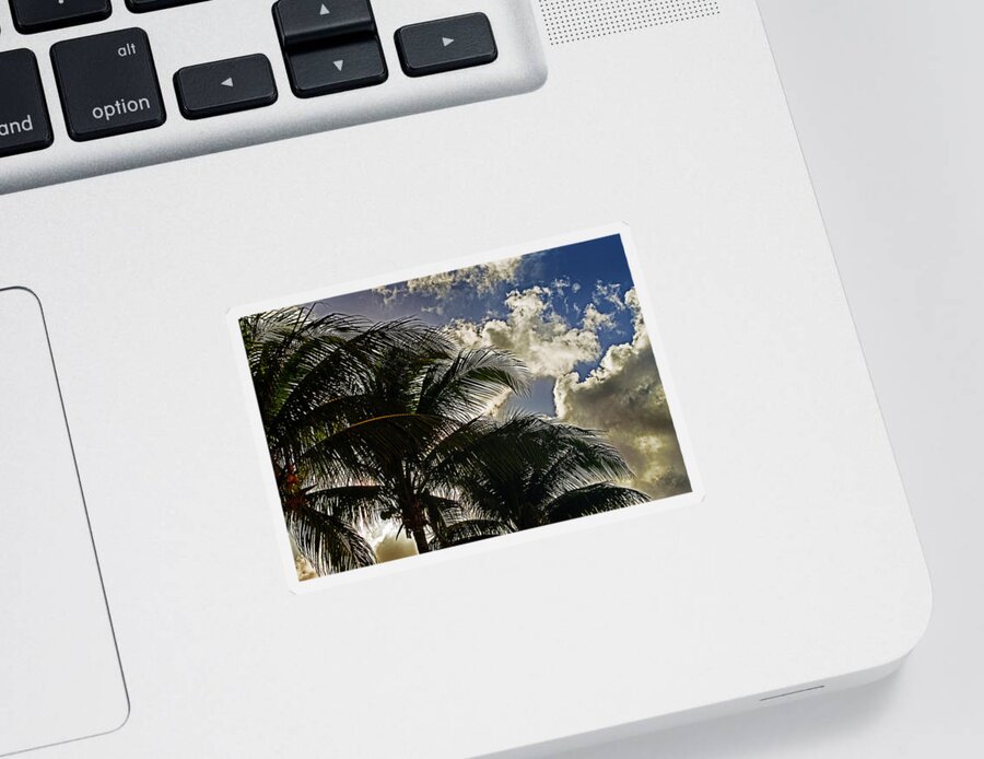 Nassau Sticker featuring the photograph The Palm Before the Storm by Bill Swartwout