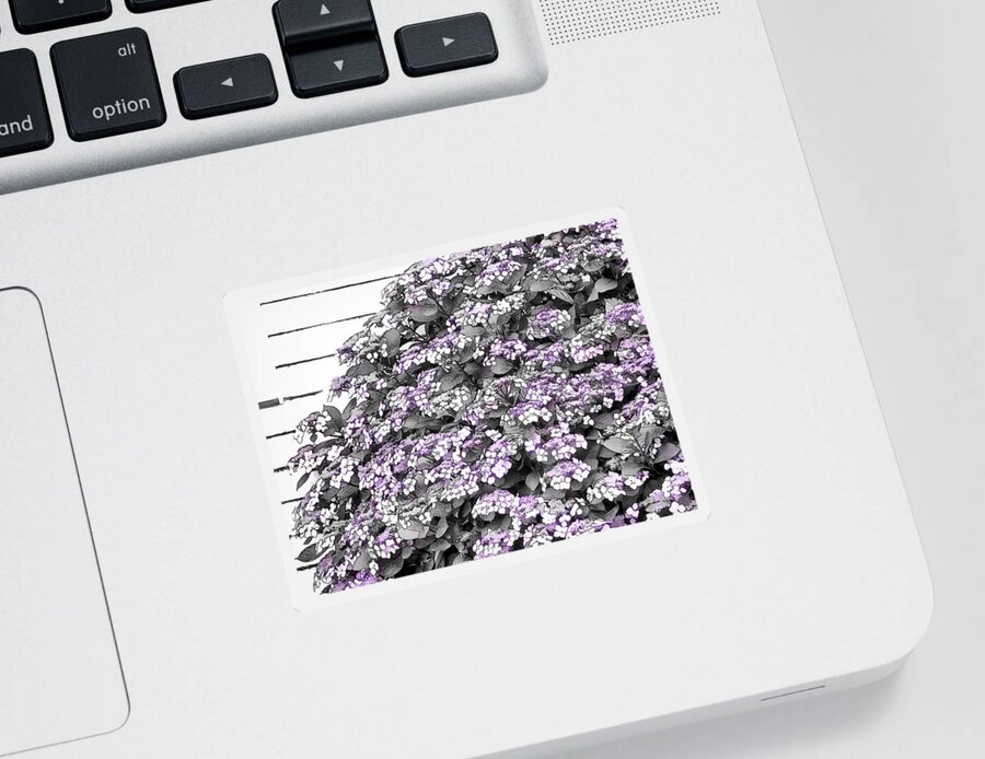Pink Sticker featuring the photograph The Pink Hydrangea by Steve Taylor