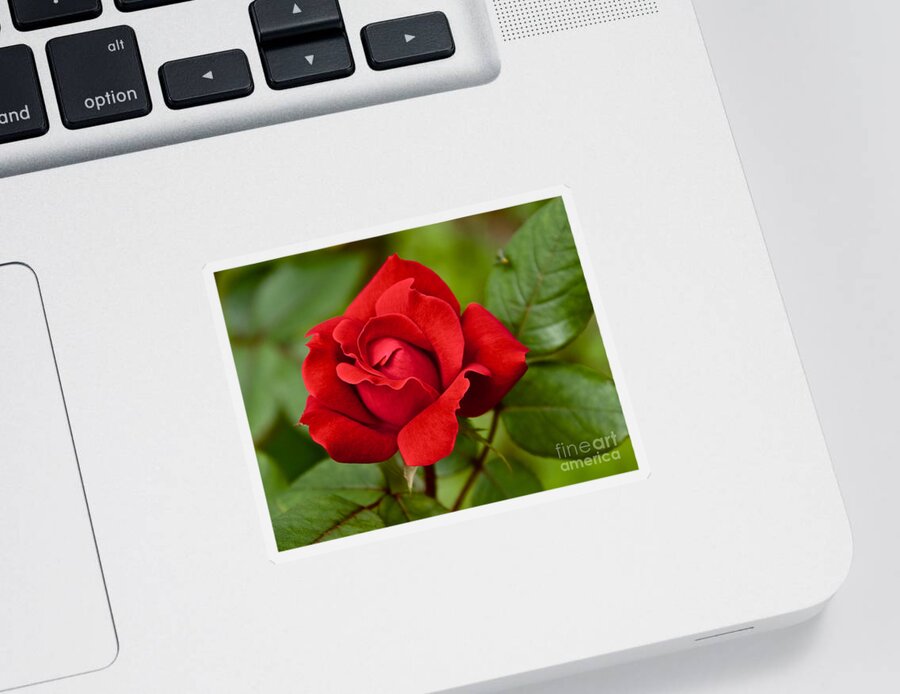 Red Sticker featuring the photograph The Rose by William Norton