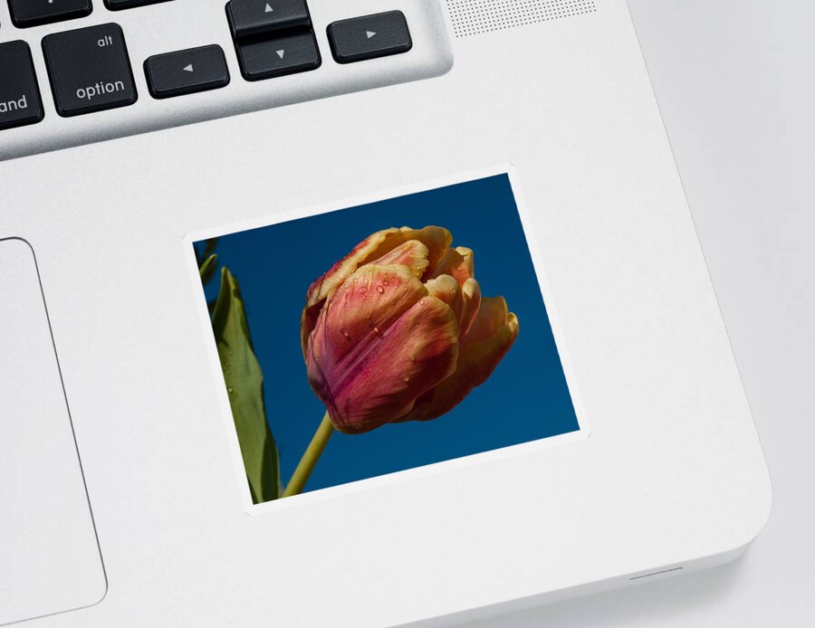 Tulip Sticker featuring the photograph The storm is over by Robert L Jackson