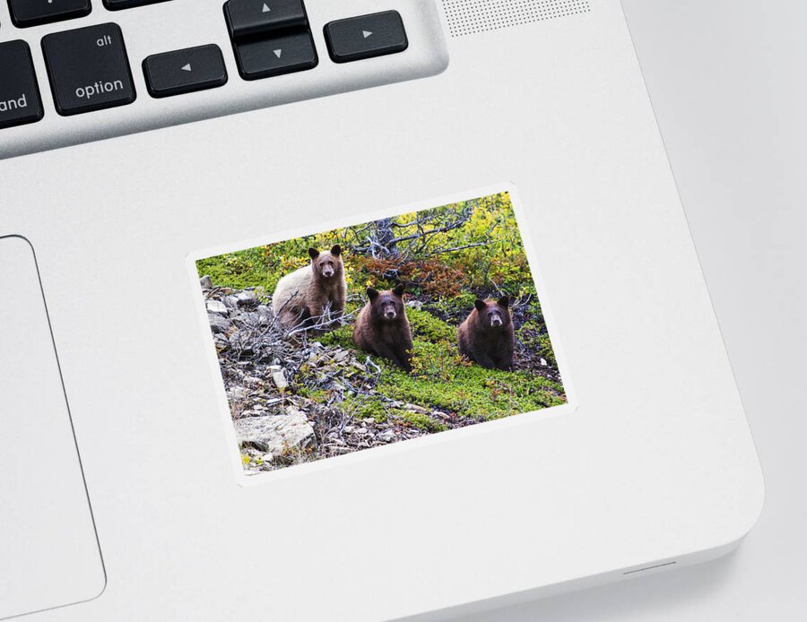 Glacier National Park Sticker featuring the photograph The Three Amigos by Mark Kiver
