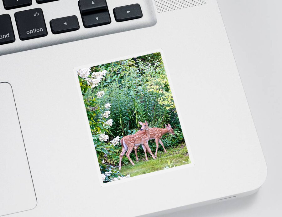 Fawns Sticker featuring the photograph The Twin Fawns on the Move by Kristin Hatt