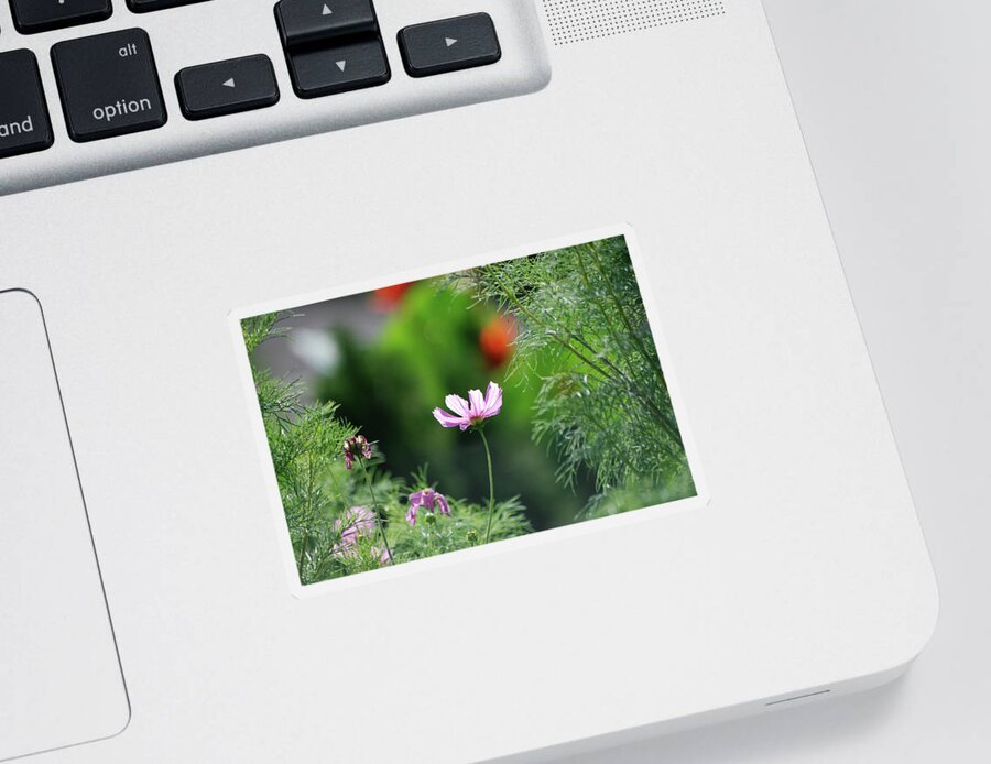 Flowers Sticker featuring the photograph The Warmth of Summer by Thomas Woolworth