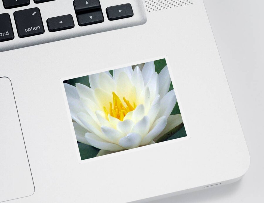 Water Lilies Sticker featuring the photograph The Water Lilies Collection - 05 by Pamela Critchlow