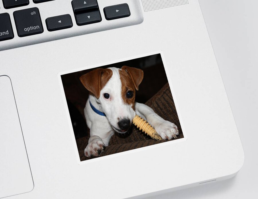 Jack Russell Sticker featuring the photograph They Told Me It Was Real by John Telfer