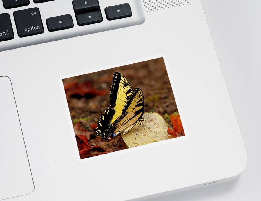 Butterfly Sticker featuring the photograph Thirst Quencher by Michelle Ayn Potter