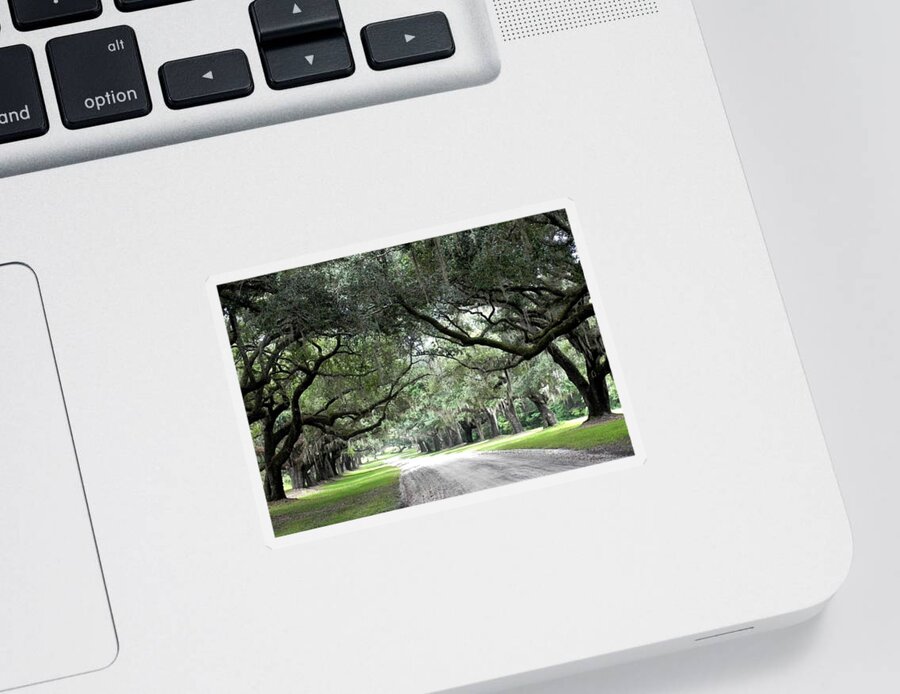 Oak Lined Pathway Into House Sticker featuring the photograph This Is The South by Patricia Greer