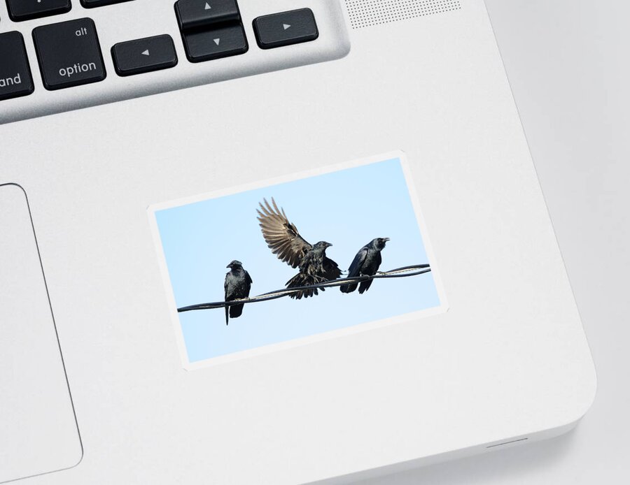 Crow Sticker featuring the photograph Three Crows on a Wire. by Bradford Martin
