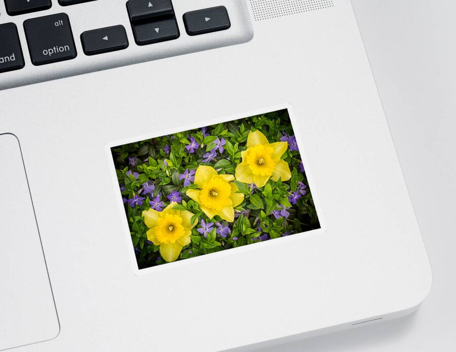 3scape Sticker featuring the photograph Three Daffodils in Blooming Periwinkle by Adam Romanowicz