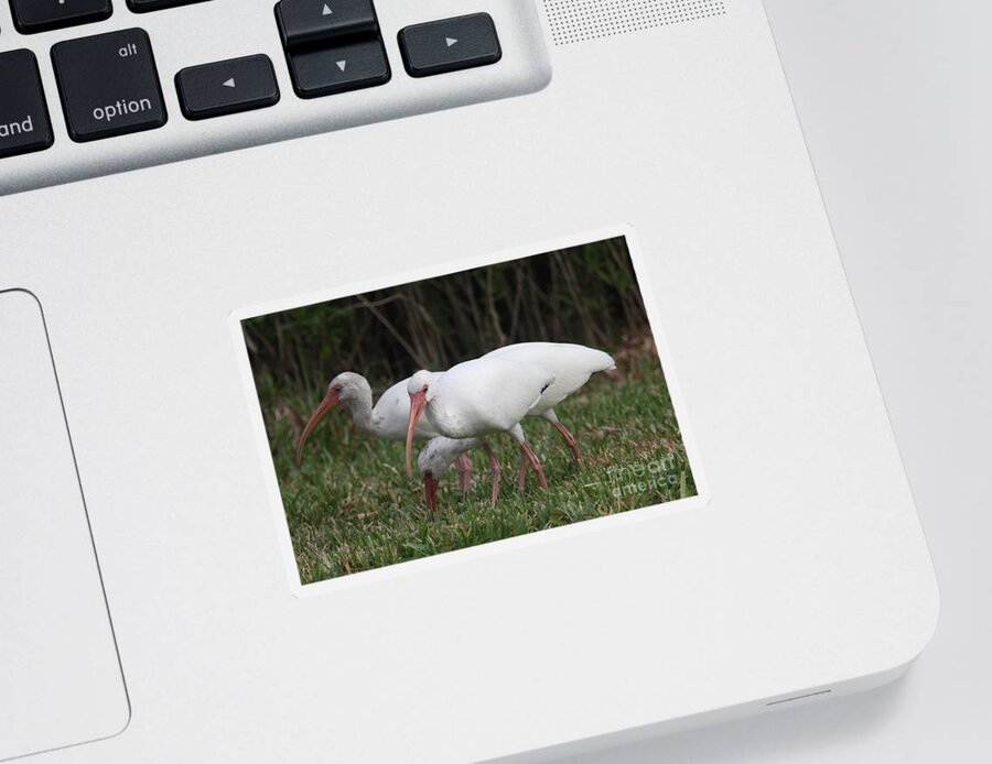 Ibis Sticker featuring the photograph Three Ibis Together by Christiane Schulze Art And Photography