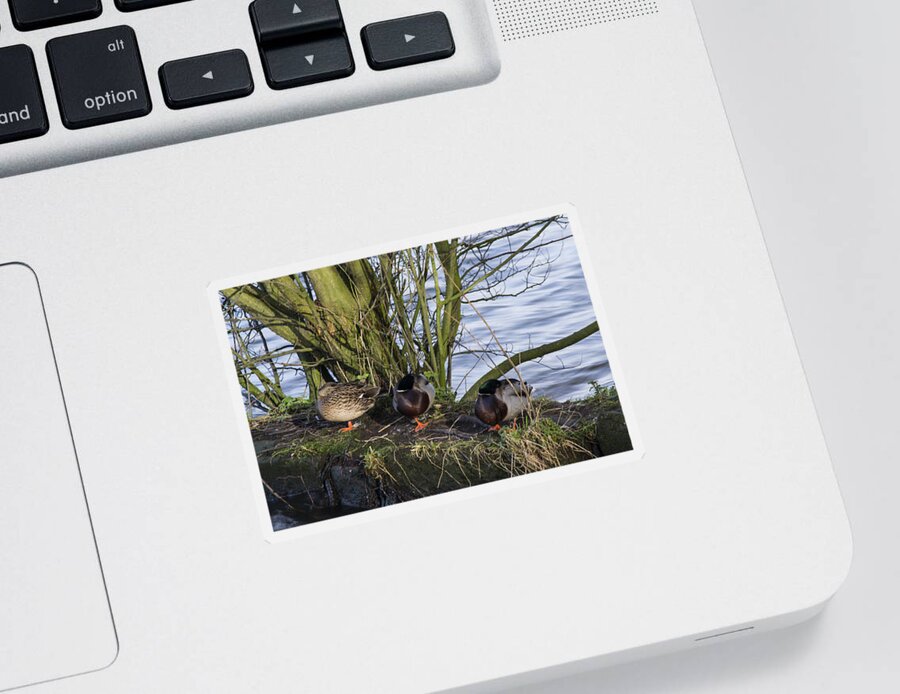  Duck Sticker featuring the photograph Three In A Row by Spikey Mouse Photography