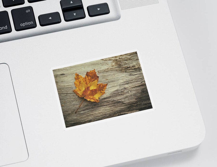 Maple Leaf Sticker featuring the photograph Three Leaves by Scott Norris