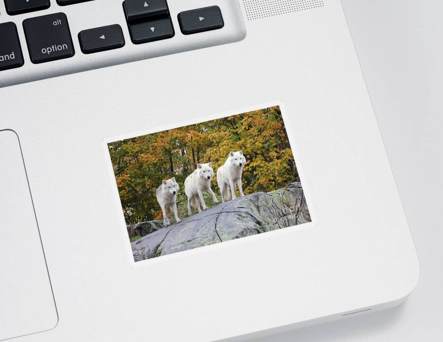 Three Sticker featuring the photograph Three of a Kind by Vicki Spindler