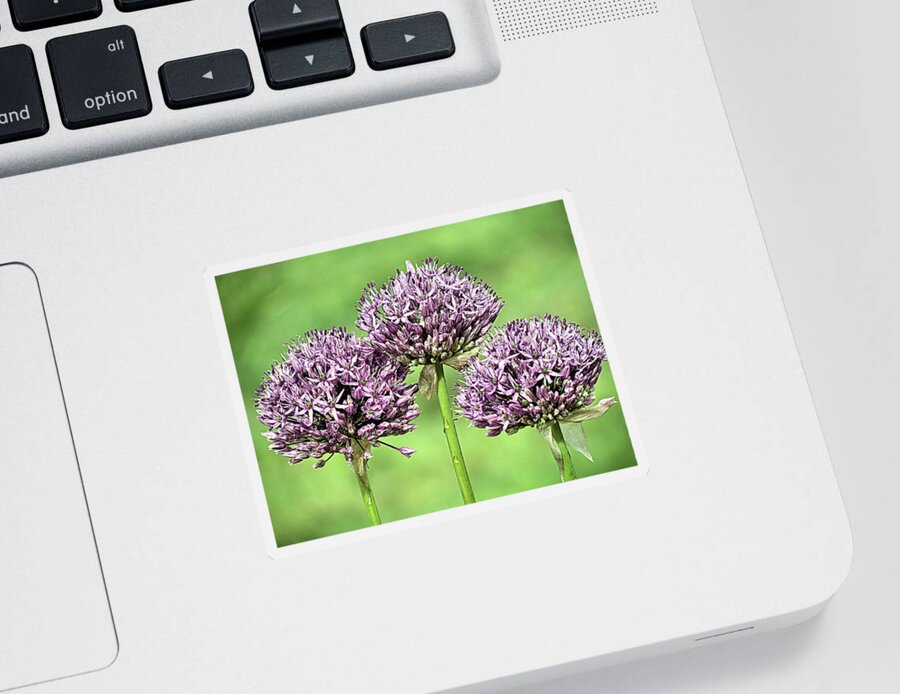 Purple Sensation Allium Sticker featuring the photograph Three Purple Sensation Alliums by Janice Drew