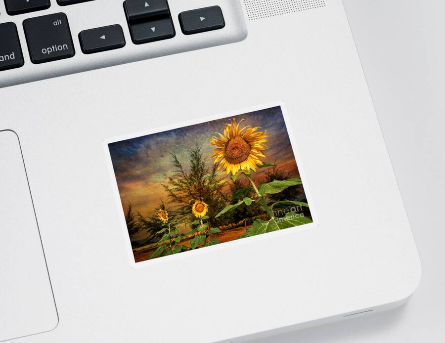 Sunflower Sticker featuring the photograph Three Sunflowers by Adrian Evans