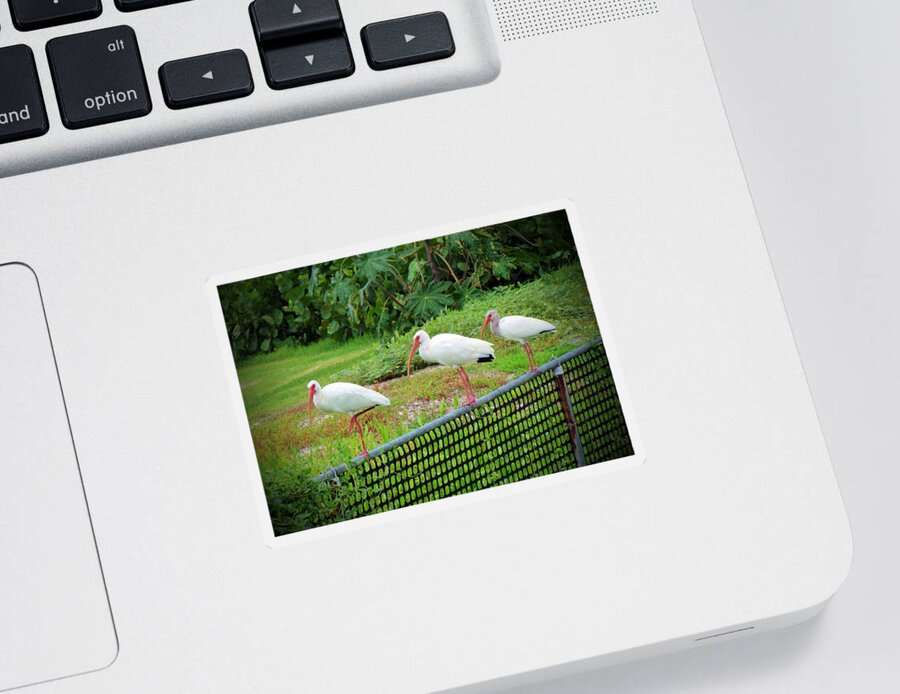 Ibis Sticker featuring the photograph Three White Ibis by Cynthia Guinn