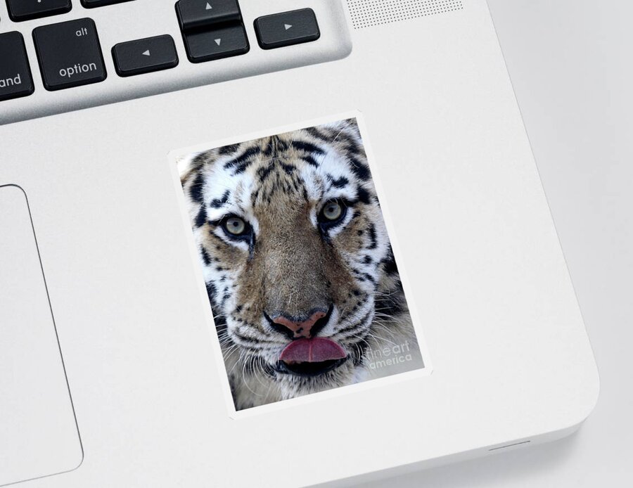 Cat Sticker featuring the photograph Tiger Lick by Karol Livote
