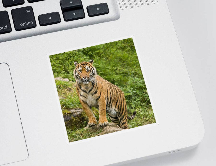 Tiger Sticker featuring the photograph Tiger by Nigel R Bell