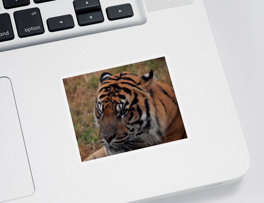 Tiger Sticker featuring the photograph Tigers Stare by Maggy Marsh