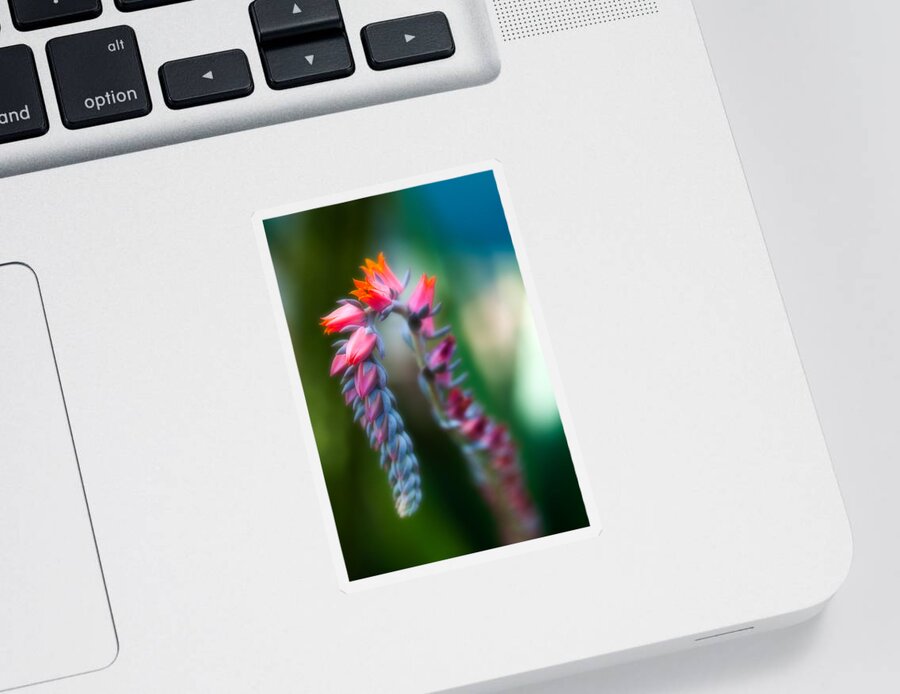 Flower Sticker featuring the photograph Tiny Beauty by Sebastian Musial