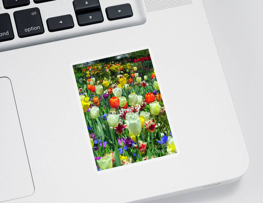 Elizabeth Dow Sticker featuring the photograph Tiptoe Through The Tulips by Elizabeth Dow