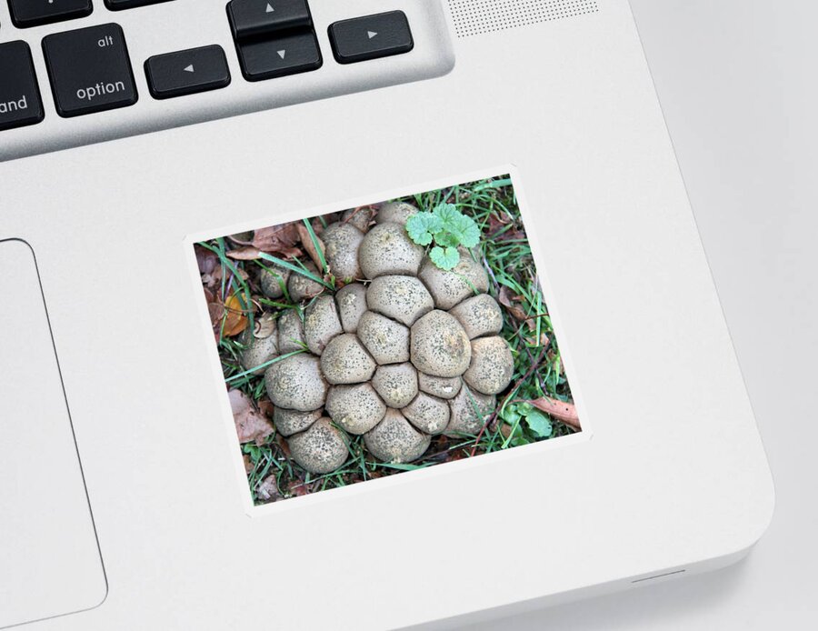 Mushroom Sticker featuring the photograph Togetherness by Doris Potter