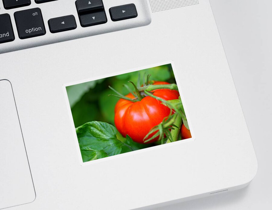 Food Sticker featuring the photograph Tomato On The Vine by Debbie Oppermann