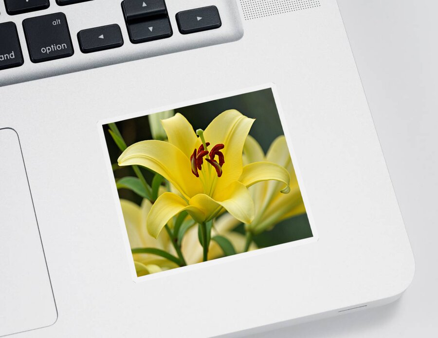 Yellow Lily Sticker featuring the photograph Trebbiano Lily by Sandy Keeton