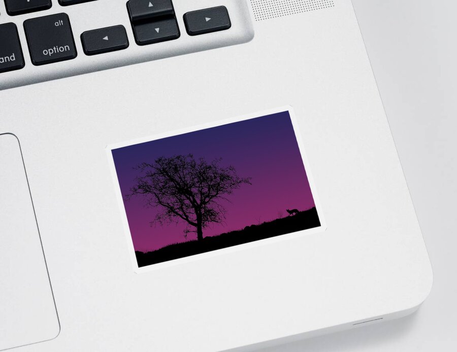 Tree Sticker featuring the photograph Tree And Coyote by Robert Woodward
