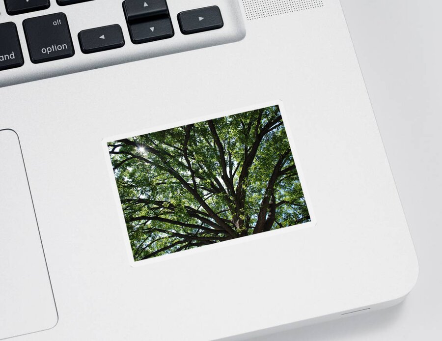 Tree Sticker featuring the photograph Tree Canopy Sunburst by Kenny Glover