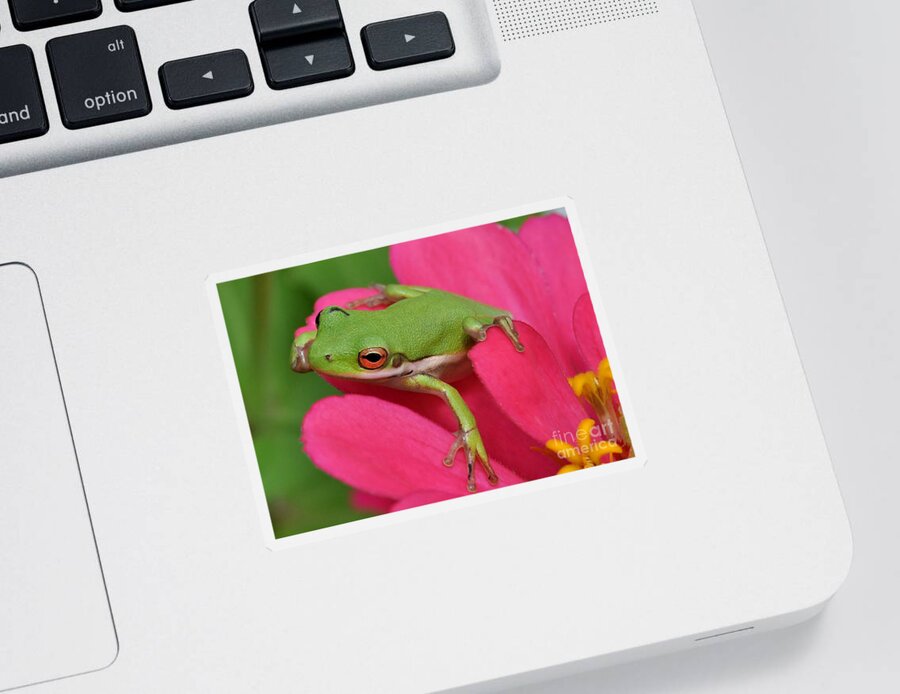 Frog Sticker featuring the photograph Tree Frog On A Pink Flower by Kathy Baccari