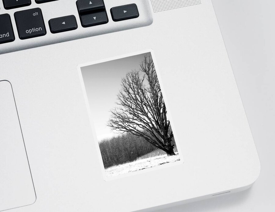 Winter Tree Sticker featuring the photograph Tree in Winter 2 by Tracy Winter