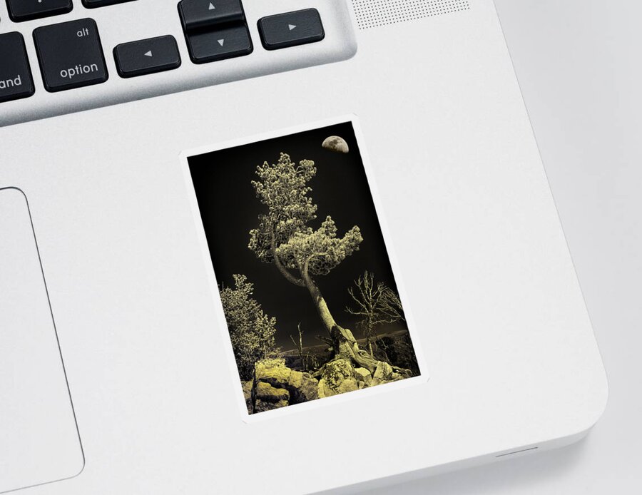 Black And White Sticker featuring the photograph Tree Portrait Black and White by Greg Norrell