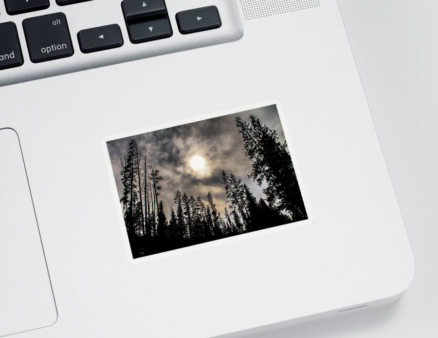 Trees Sticker featuring the photograph Tree Skyline by Juli Ellen