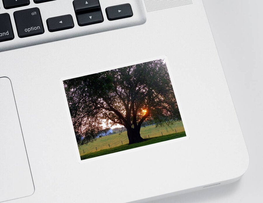 Skompski Sticker featuring the photograph Tree with Fence. by Joseph Skompski